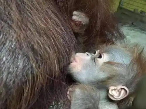 (科学断奶)2岁,为什么是人类断奶的最佳时间?_母乳