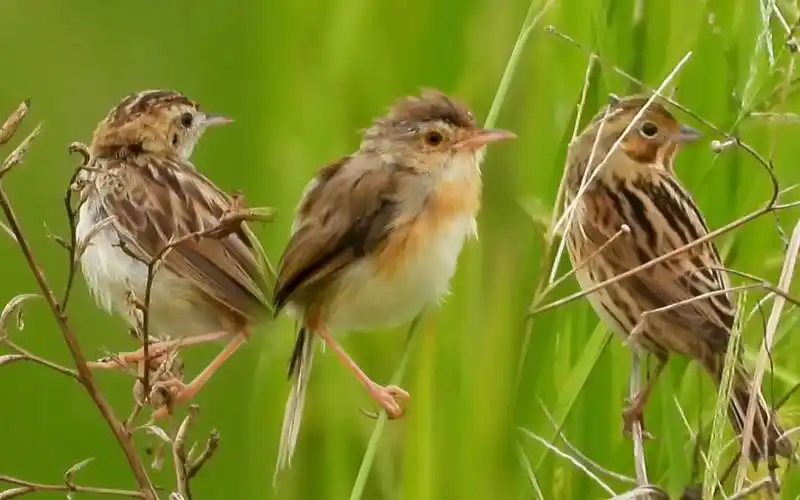 平平无奇棕色小鸟 | 栗耳鹀 | 棕扇尾莺 | 纯色山鹪莺