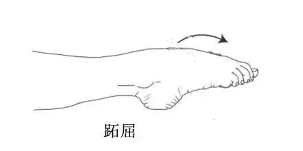 踝关节背伸跖屈运动:每个动作保持10秒,每组20次,每天3-4组.