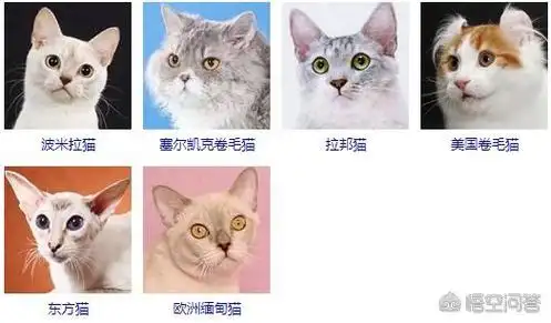 猫咪的品种图片大全及名字(猫种类大全带图)-优优宠物网