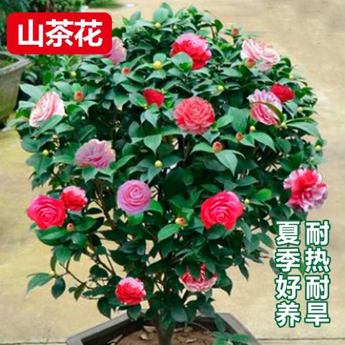 香妃山茶花盆栽带花苞红色赤丹花卉植物室内好养茶花树苗四季开花