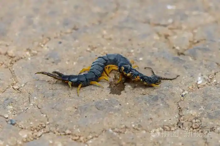 常见的沙漠蜈蚣或蜈蚣形昆虫