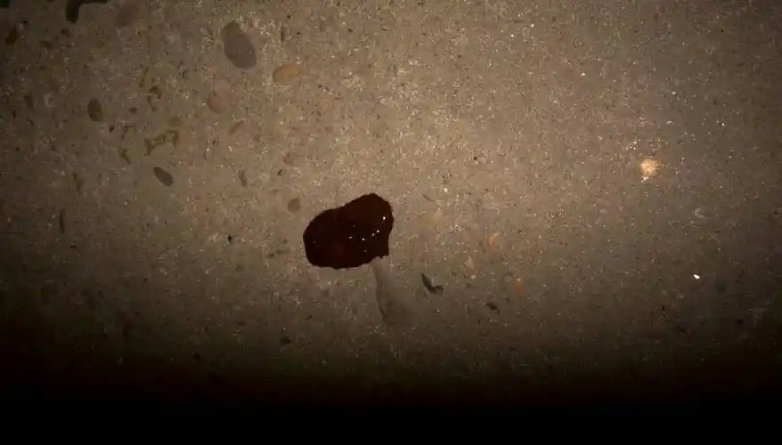 那很大一股腥臭味,尾巴总是湿哒哒的,因为没吃东西,所以没什么大便,有