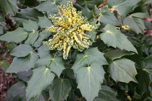 4种冬季就开始灿烂开花的灌木花卉可养成室内大中型盆栽