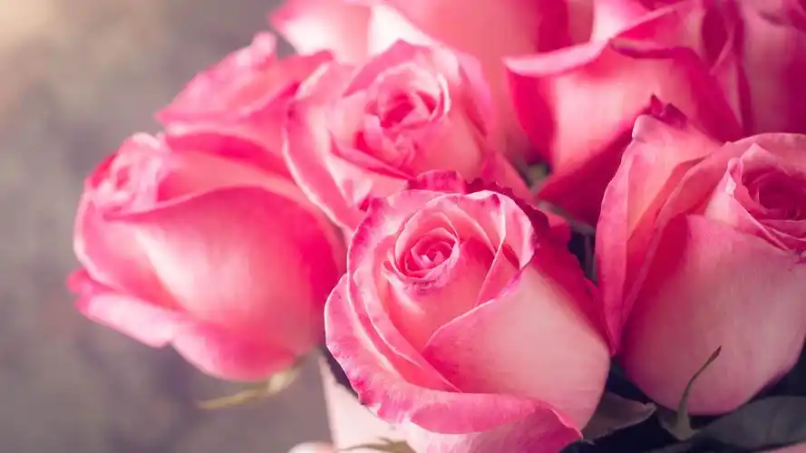 壁纸 粉红玫瑰,花束,朦胧,浪漫 3840x2160 uhd 4k 高清壁纸, 图片