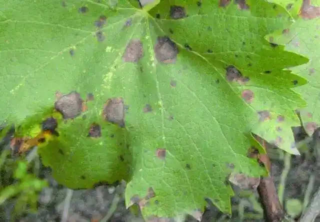 冬瓜炭疽病雨季预防应注意哪些过来人教你预防措施