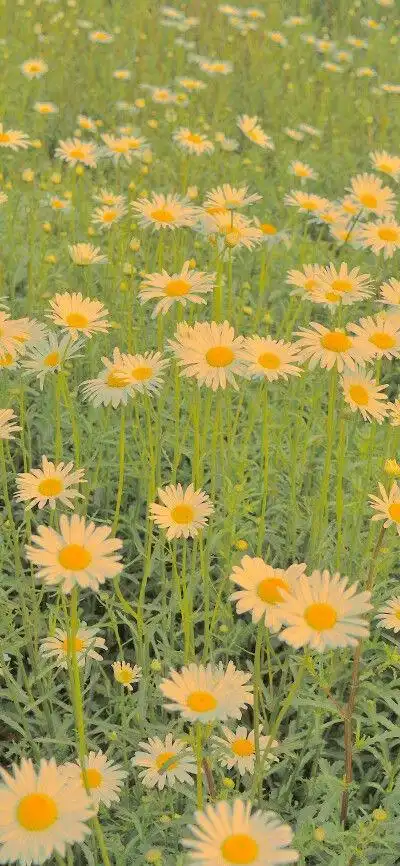 高清壁纸|超有氛围漫感ing风微信背景