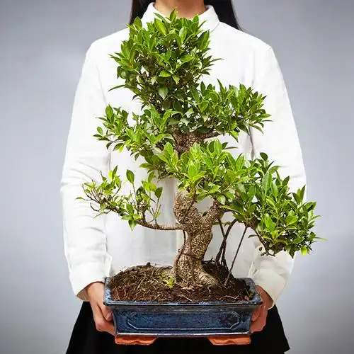 胡椒木(胡椒木盆景,盆越小水越少(胡椒木盆景图片大全欣赏)