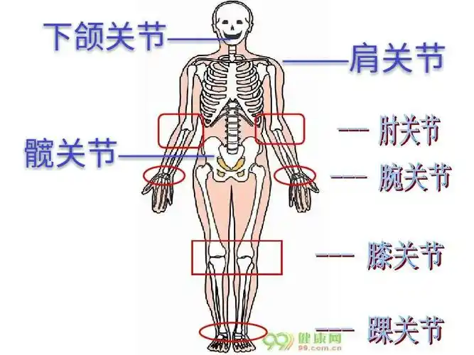来找找身上灵活会动的主要关节,并说一说这些关节的名称