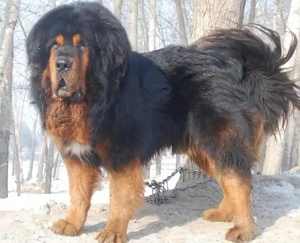 回顾男子养藏獒幼犬2年后妻子遭醉汉欺负藏獒护主将其咬伤