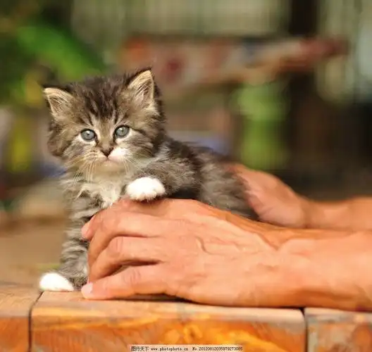 p>茶杯猫是一种袖珍迷你的猫咪,也称迷你猫,就是像 a href="#" data