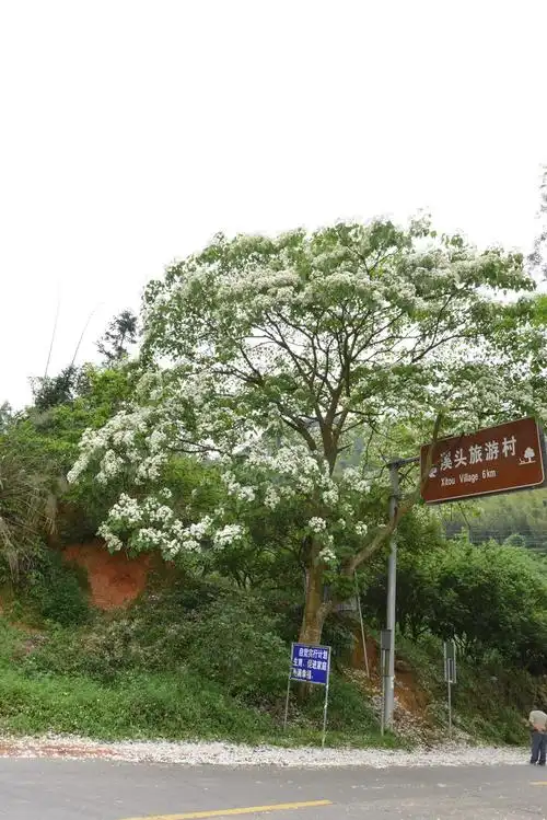 木油桐verniciamontana