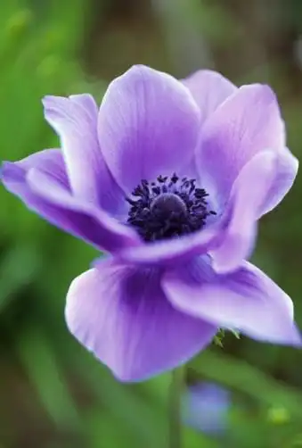 【植物手记】银莲花属