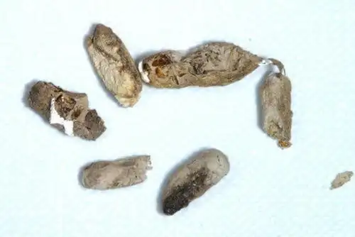 壁虎屎和老鼠屎的区别