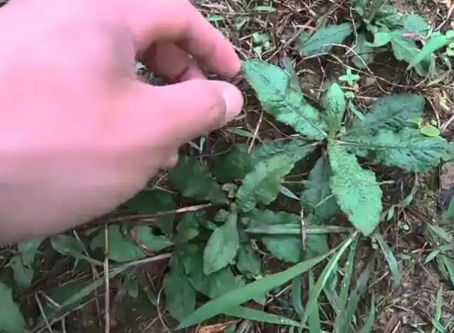 山路边上的这种野草名字叫做草鞋底有什么样的用处呢