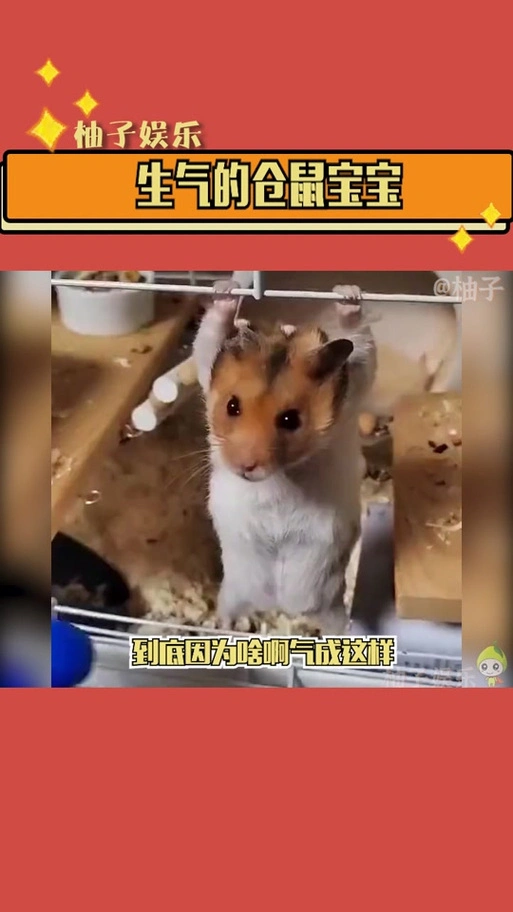 野生仓鼠生气的样子