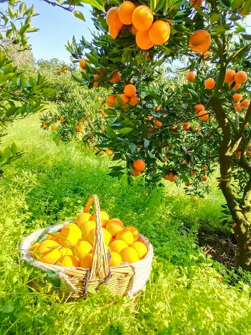 我有一个大果园(176) - 简书