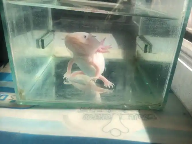 求鉴定这是否是娃娃鱼?