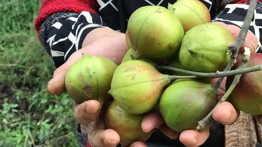 山里一种"油桐果",除了不能吃,用途很广泛.了解一下吧!