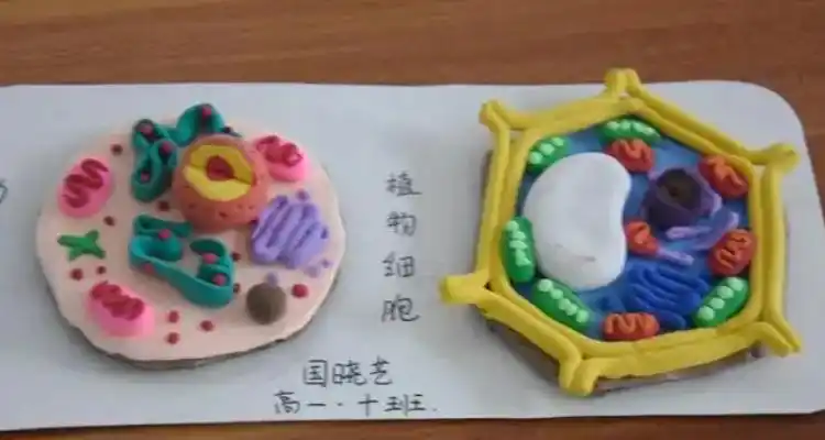 动物细胞模型制作方法
