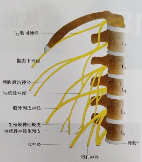 灵寿县医院麻醉科成功开展腰丛 坐骨神经阻滞麻醉技术,为患者手术提供
