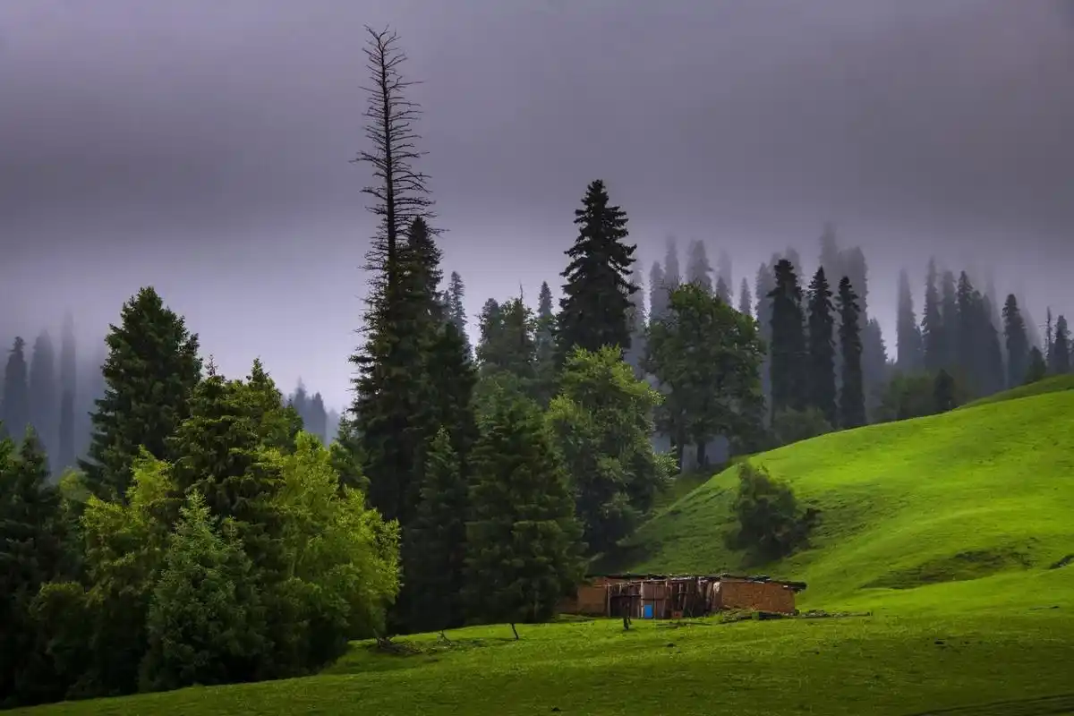 盘龙谷道# ,地处那拉提河谷草原与空中草原的中间地段,动植物物种