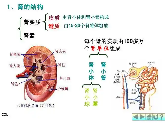 生殖,内分泌系统ppt 1,肾的结构 肾实质 肾盂 皮质 由肾小体和肾小管