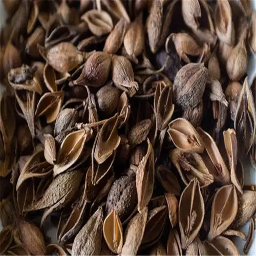 大型苗木公司 连翘种子厂家直销 沣泽品质保证 连翘种子厂家直销图片