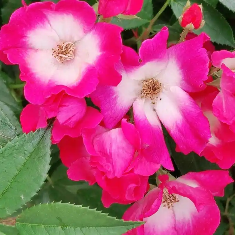 老年微信头像第二弹,希望喜欢  谁不喜欢大红花做头像呢,"平安幸福"们