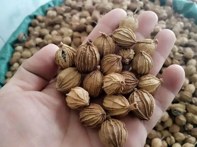 香砂仁川砂仁沙仁优质火锅底料卤菜炖肉调味香料大全产地直供