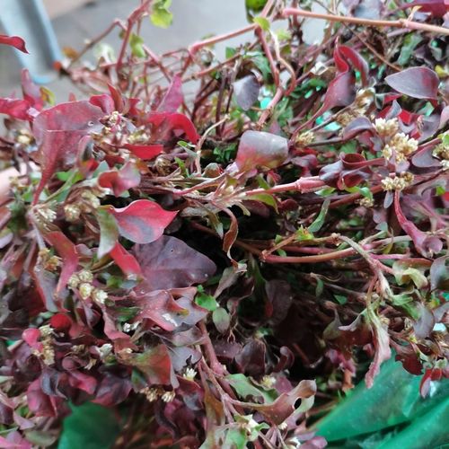 新鲜草药红草 五色草 红草 红节节草