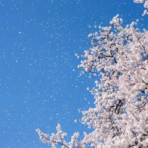 在你看不见的地方-樱花樱花,想见你