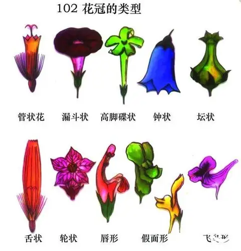 花冠的类型