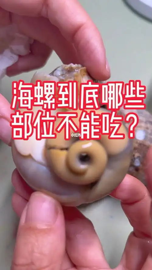 海螺到底哪里不能吃