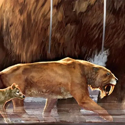 技术若成熟 科学家能够成功复活的八大灭绝物种