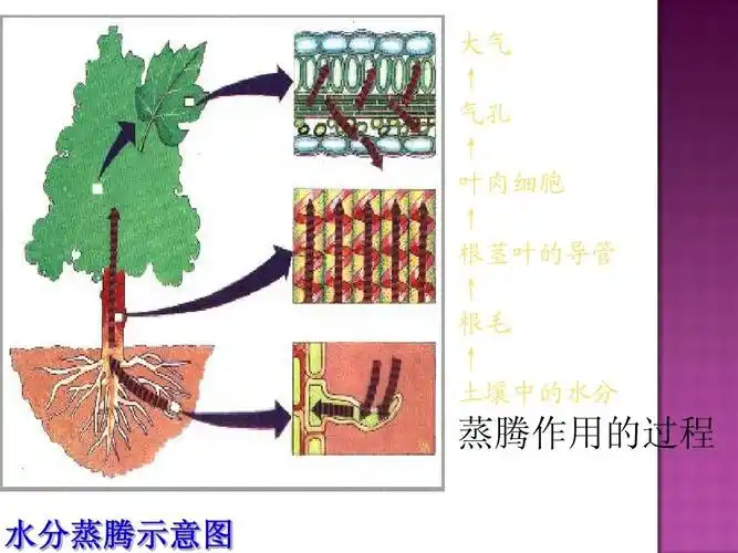 蒸腾作用手抄报