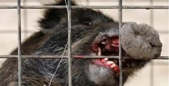 而是做毁灭处理,当然这里其它动物,生物也受到了辐射的影响,当你走在