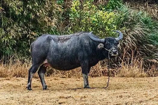 乡村,草地上,一头,黑色,家畜,水牛