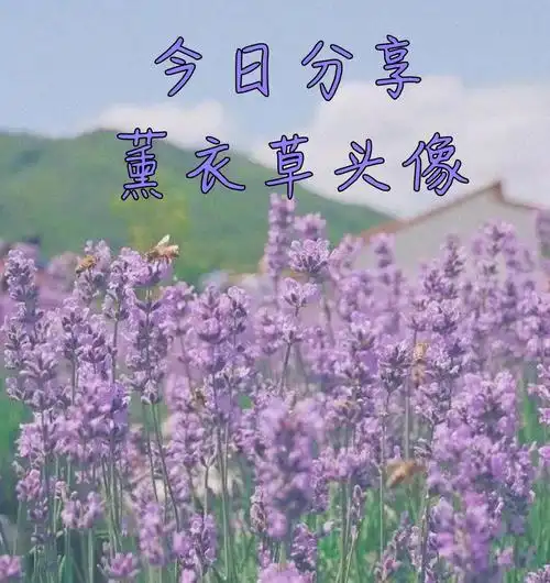 今日分享薰衣草头像