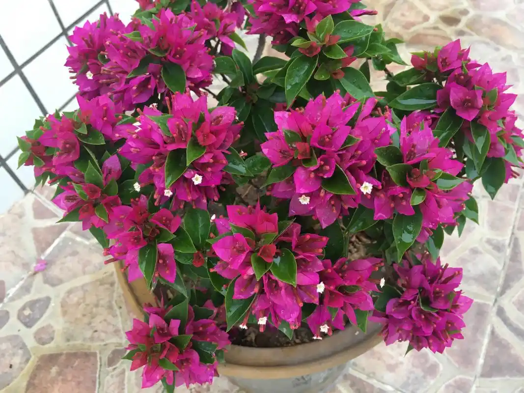 三角梅名品"塔紫",丰花勤花,养护容易,可做盆景,新手也能养