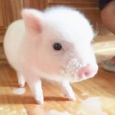 可爱真实小猪头像