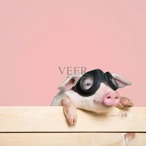 猪照片摄影图片