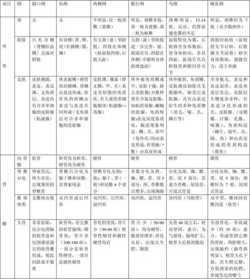 无忧文档 所有分类 高等教育 理学 脊椎动物总结比较 形 皮肤 皮肤