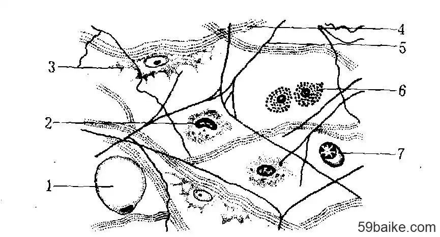 疏松结缔组织 - 兽医百科