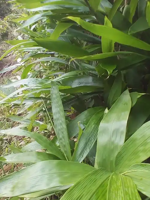 [粽叶批发]粽子叶 粽叶价格8.5元/斤 - 惠农网