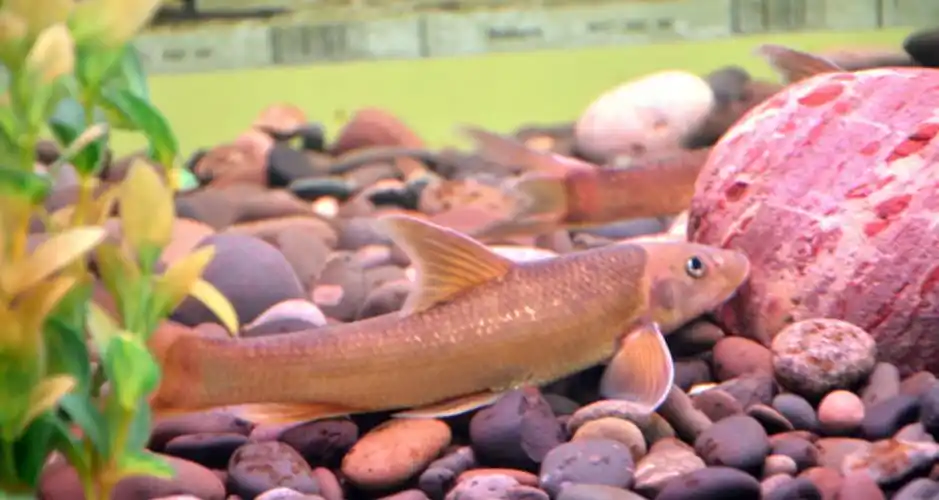 p>长鳍吻鮈(学名: i>rhinogobio ventralis) /i>是鲤科,吻鮈属的一种