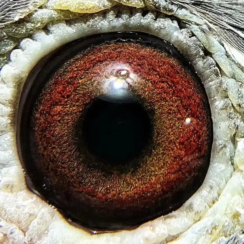 恐怖59系.2022年贵州红枫赛拿公棚参赛鸽.决赛627名. - 抖音