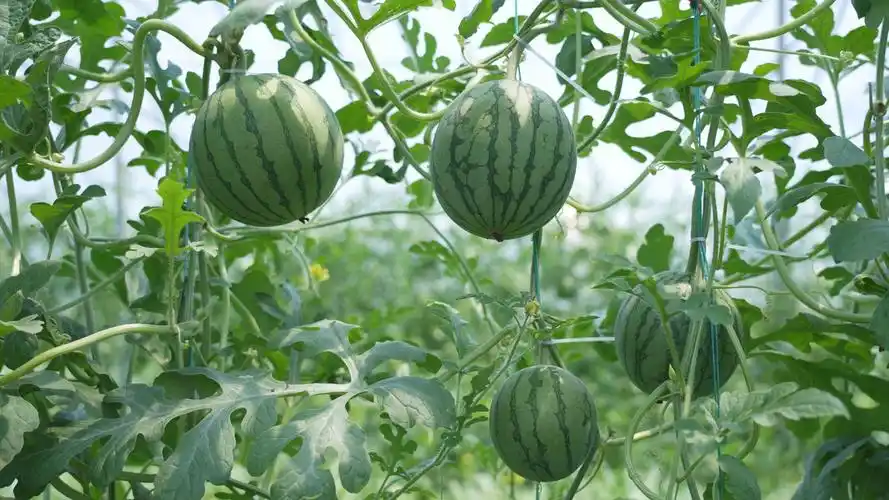 扶沟县柴岗:大棚西瓜"甜蜜"上市