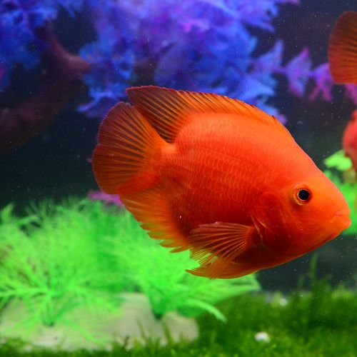 特价血鹦鹉_观赏鱼血鹦鹉热带鱼鹦鹉鱼红鹦鹉鱼财神鱼元宝鹦鹉宠物