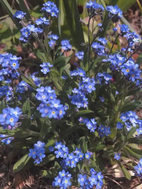 勿忘我,被偷走了名字的花.